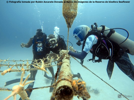 Monitoreando guarderias de coral SAI BanCO2